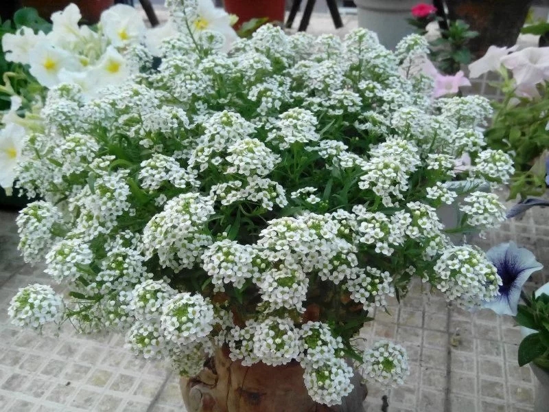 香雪球花期長，爆盆容易極芳香，是盆栽佳品