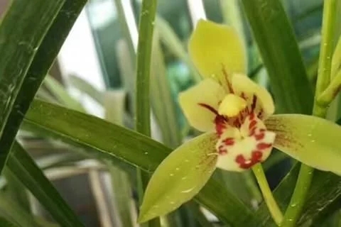 普通土壤為什么不適合養殖蘭花