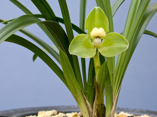 直接用它養蘭花，比市面蘭花土好10倍！