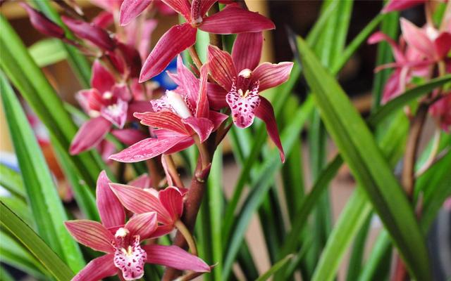 直接用它養蘭花，比市面蘭花土好10倍！