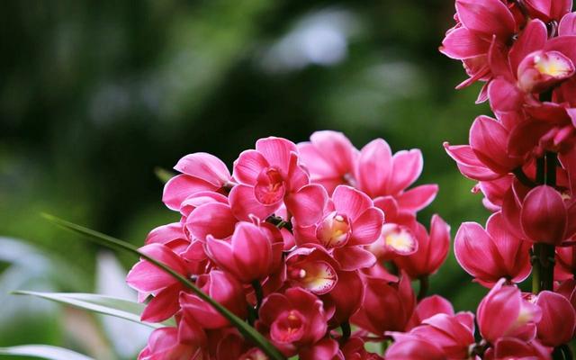 直接用它養蘭花，比市面蘭花土好10倍！