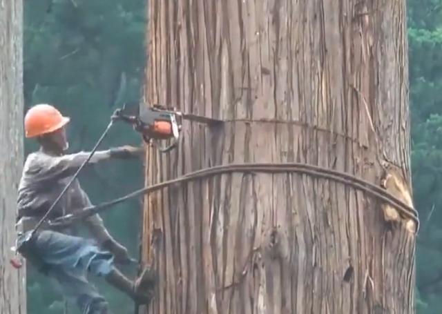 老人去世后，千年古樹被人私自一刀刀砍倒