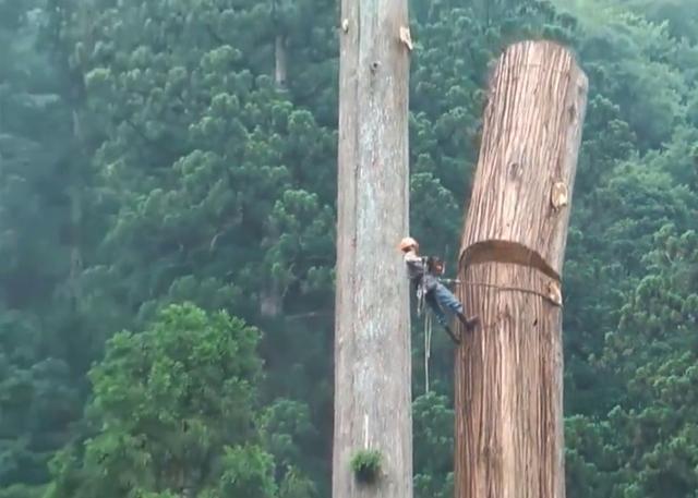 老人去世后，千年古樹被人私自一刀刀砍倒