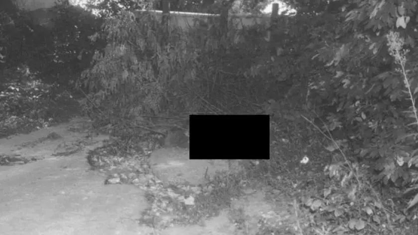 植物可以協助破案？