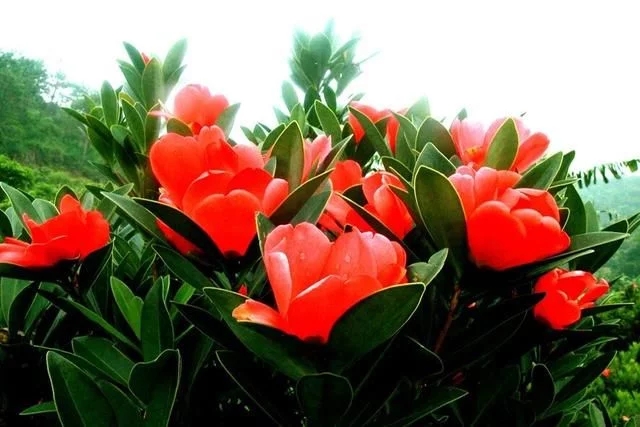 解開植物界瀕危國寶四季杜鵑紅山茶的面紗