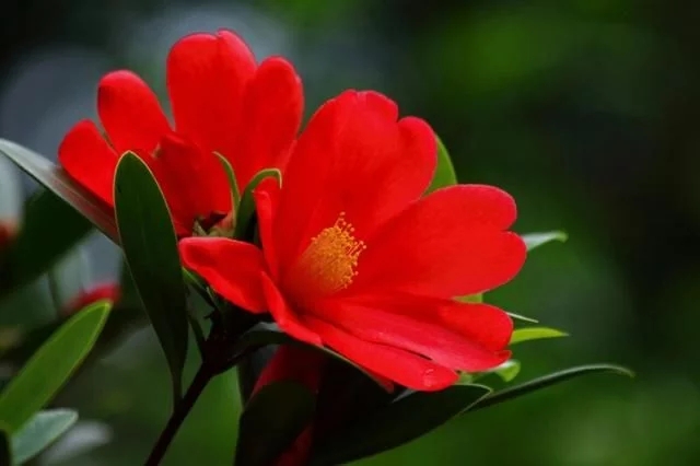 解開植物界瀕危國寶四季杜鵑紅山茶的面紗