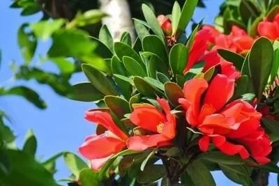 解開植物界瀕危國寶四季杜鵑紅山茶的面紗