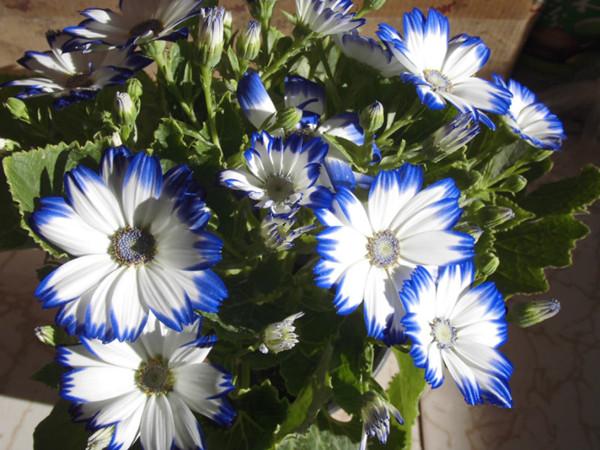 瓜葉菊花色典雅明亮 是陽臺盆栽佳品