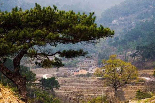 河南有個“古樹王國”