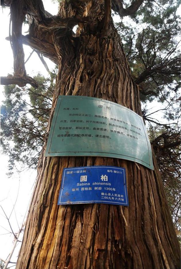 河南千年古寺里的千年古樹仍枝繁葉茂