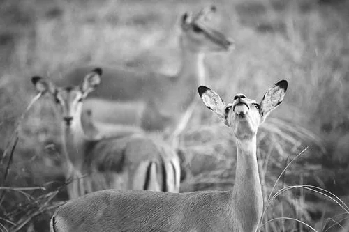 研究揭示野生動植物成為戰(zhàn)爭受害者