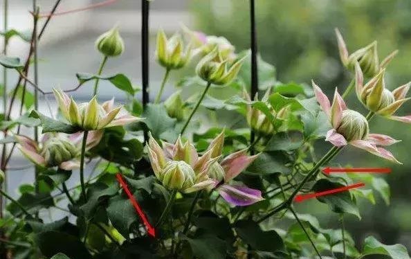 盆栽花卉鐵線蓮，掌握這4個要點