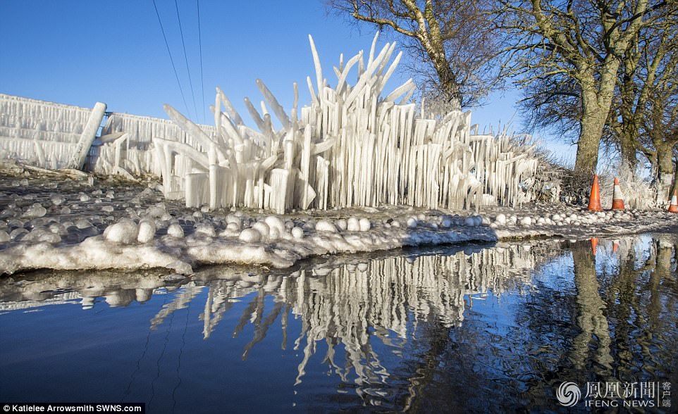 天太冷，英國植物變冰雕