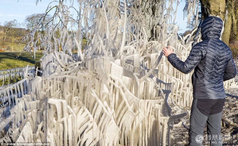 天太冷，英國植物變冰雕
