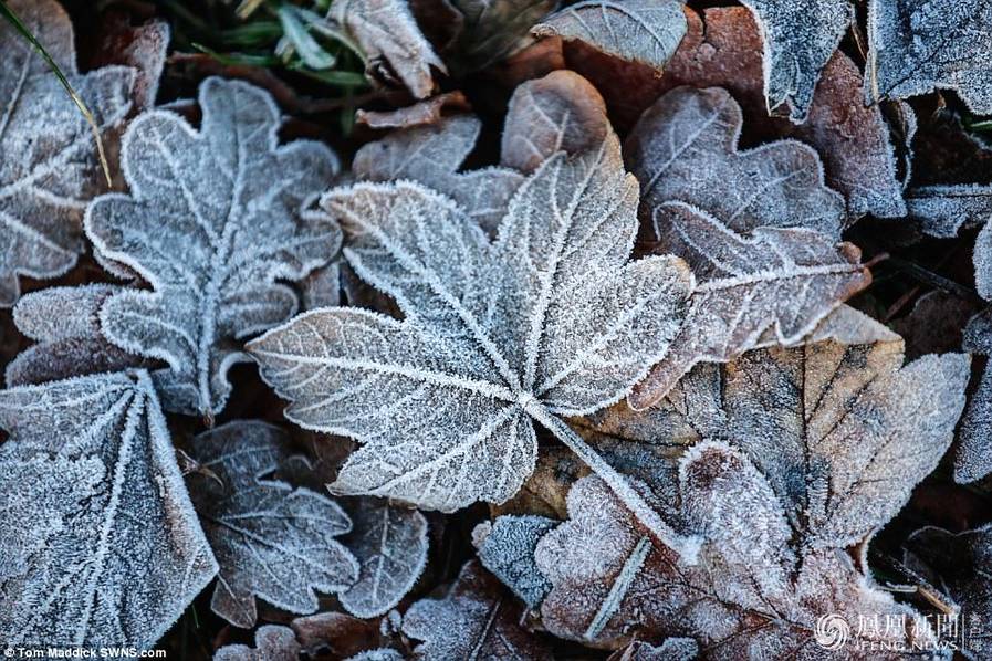 天太冷，英國植物變冰雕