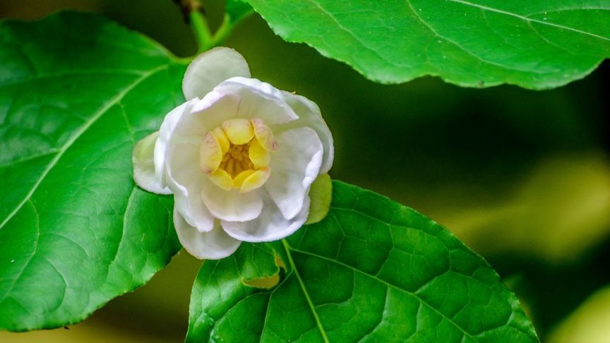 杭州城里居然有110種世界珍稀瀕危植物