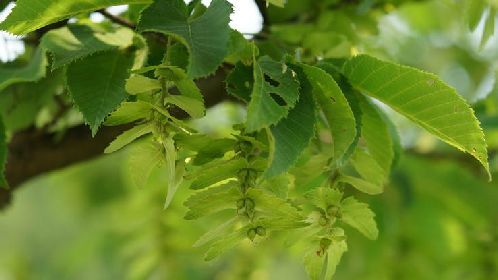 杭州城里居然有110種世界珍稀瀕危植物