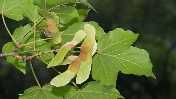 杭州城里居然有110種世界珍稀瀕危植物