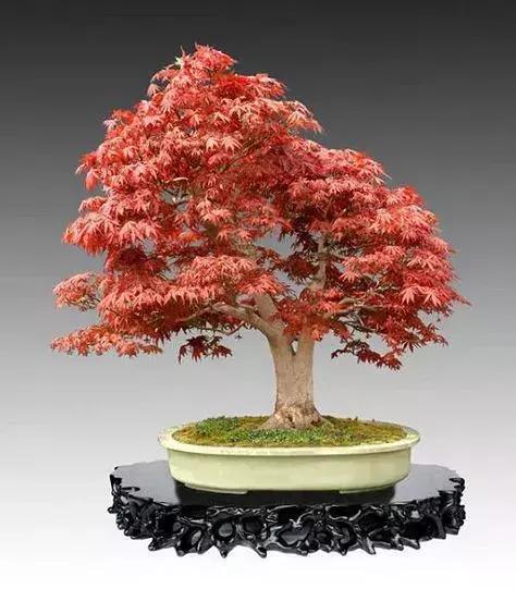 盆景上盆后長得慢，有讓枝干增粗的好辦法嗎