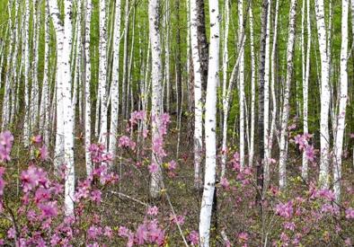“枯木逢春”亡杜鵑