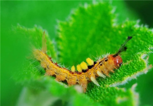 科學(xué)發(fā)現(xiàn)：植物可以聽到自己被吃掉的聲音