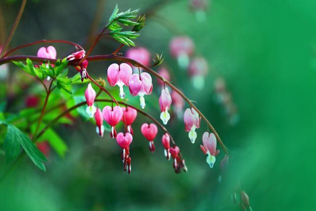 這些花卉植物，在任何地方都可以養殖的很好
