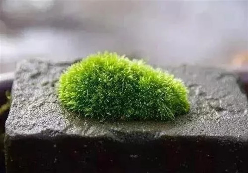 自制禪意插花，與心靈碰撞的心靈藝術