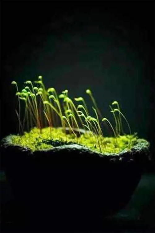 自制禪意插花，與心靈碰撞的心靈藝術