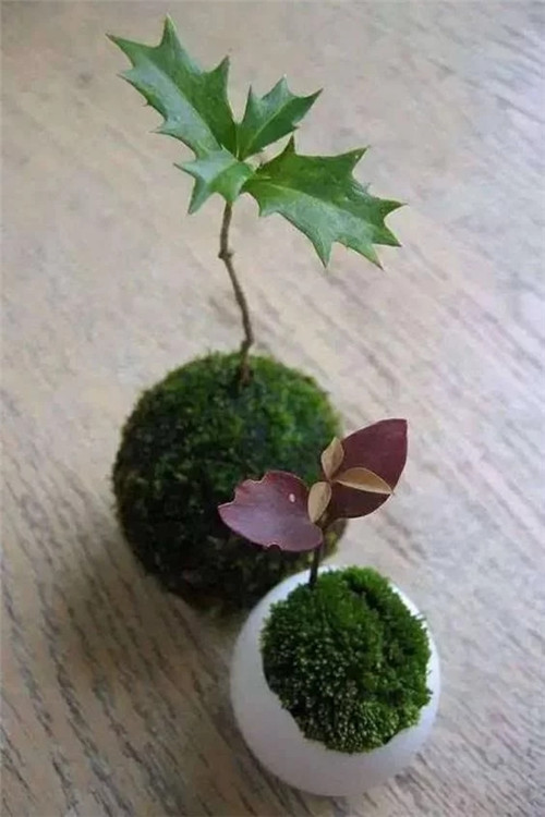 自制禪意插花，與心靈碰撞的心靈藝術