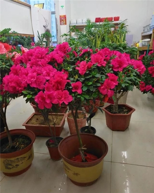 花卉市場里,這幾種花,很受大家喜愛