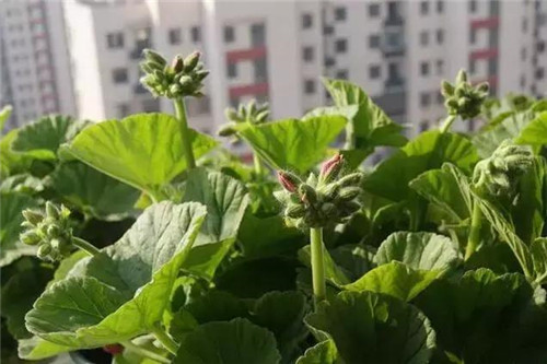 不想給花卉換盆，花卉盆土不板結(jié)怎么辦