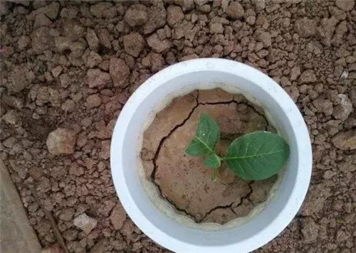 不想給花卉換盆，花卉盆土不板結(jié)怎么辦