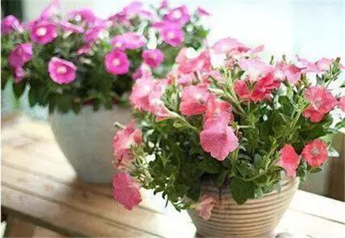 不想給花卉換盆，花卉盆土不板結(jié)怎么辦