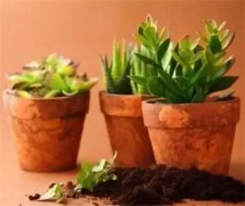 不想給花卉換盆，花卉盆土不板結(jié)怎么辦