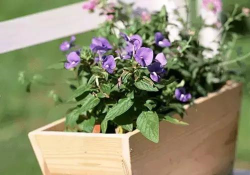 不想給花卉換盆，花卉盆土不板結(jié)怎么辦