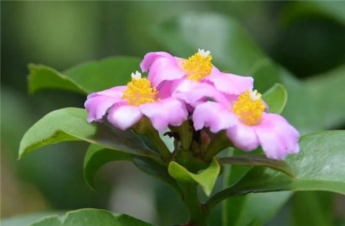 櫻麒麟盆栽和做藝術造型的花籬花架效果佳