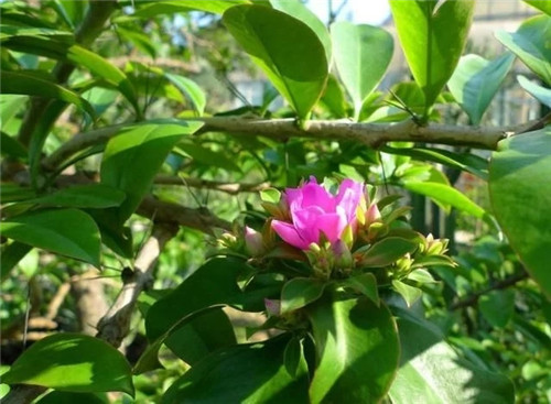 櫻麒麟盆栽和做藝術造型的花籬花架效果佳