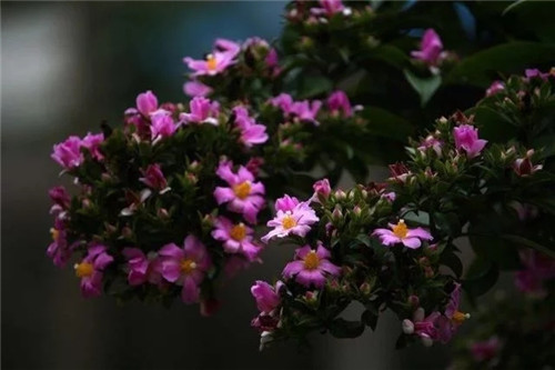 櫻麒麟盆栽和做藝術造型的花籬花架效果佳