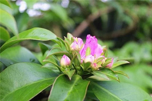 櫻麒麟盆栽和做藝術造型的花籬花架效果佳