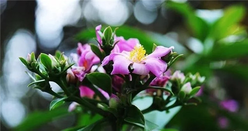 櫻麒麟盆栽和做藝術造型的花籬花架效果佳