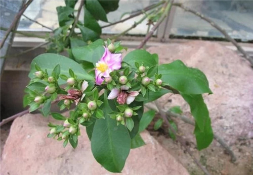 櫻麒麟盆栽和做藝術造型的花籬花架效果佳