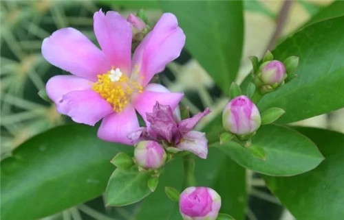 櫻麒麟盆栽和做藝術造型的花籬花架效果佳