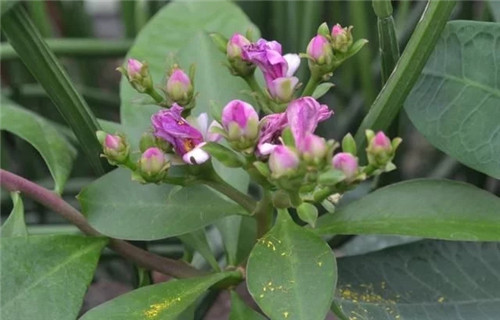 櫻麒麟盆栽和做藝術造型的花籬花架效果佳