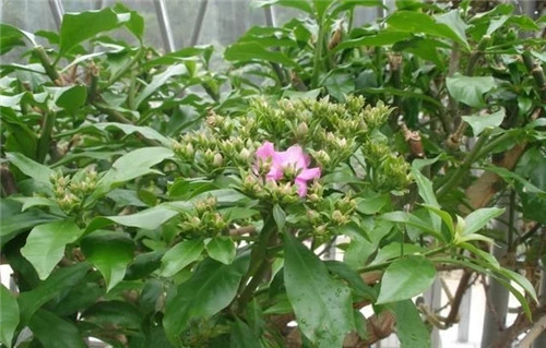 櫻麒麟盆栽和做藝術造型的花籬花架效果佳