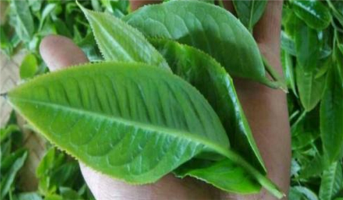 如何鑒別古樹茶？這六點很重要