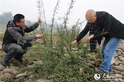 瀕危野生植物疏花水柏枝被列入專項保護