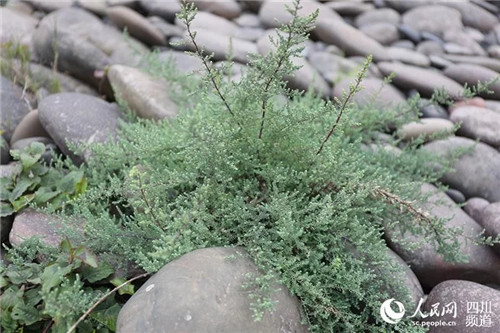 瀕危野生植物疏花水柏枝被列入專項保護