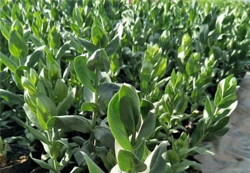 洋桔梗花卉規模化育苗技術