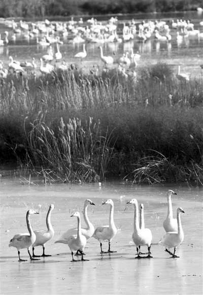 我國濕地保護(hù)率達(dá)49.03%