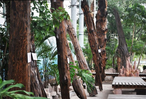觀音山古樹博物館比黃帝還老的“老人”